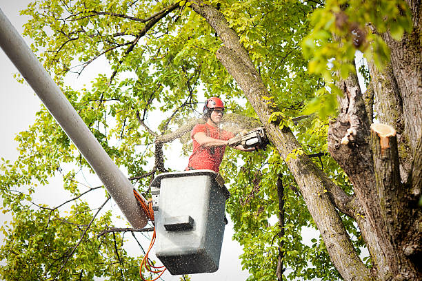 Best Tree Removal  in Roxana, IL